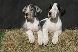 DOGUE ALLEMAND 628